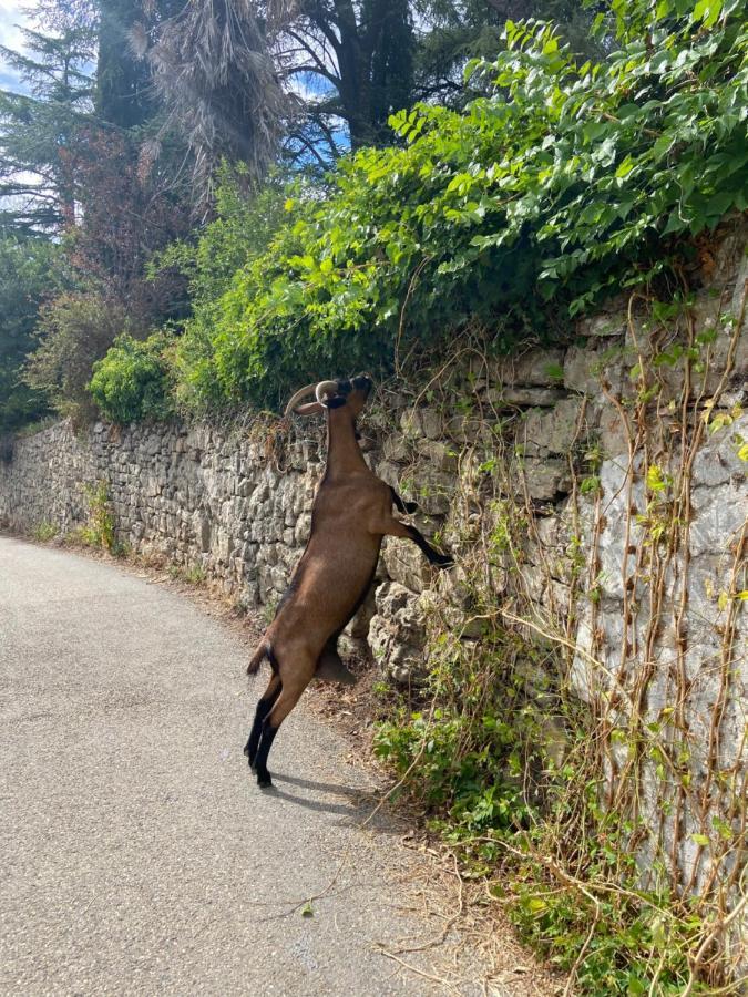 La Frigoule, Un Gite Au Coeur Du Parc Des Cevennes Generargues ภายนอก รูปภาพ
