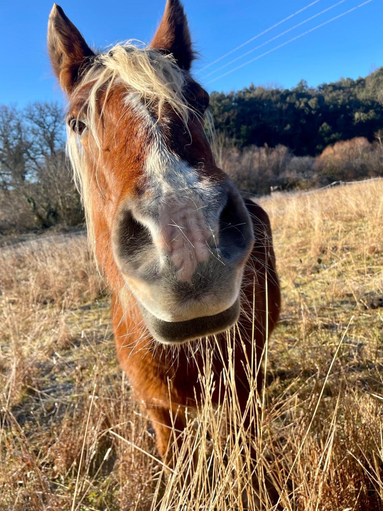 La Frigoule, Un Gite Au Coeur Du Parc Des Cevennes Generargues ภายนอก รูปภาพ